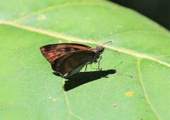 Anastrus sempiternus sempiternus