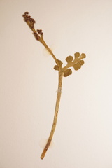 Botrychium spathulatum