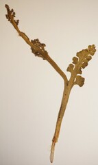 Botrychium spathulatum
