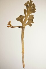 Botrychium spathulatum