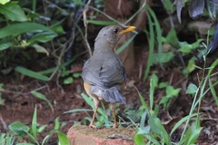 Turdus pelios centralis