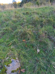 Cuphophyllus pratensis