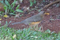 Turdus pelios centralis