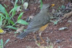 Turdus pelios centralis