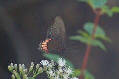 Parides erithalion trichopus
