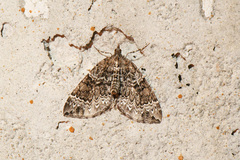 Eulithis explanata