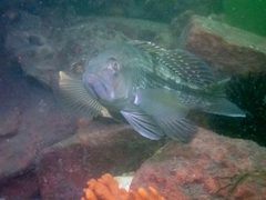 Centropristis striata