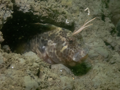 Feather Blenny photo 3