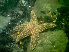 Asterias forbesi