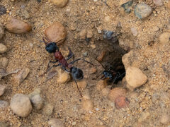 Myrmecia chasei