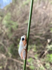 Hyperolius marmoratus