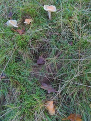 Cuphophyllus pratensis