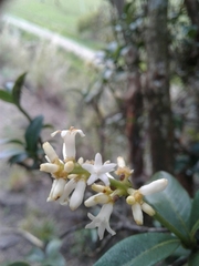 Palicourea boqueronensis