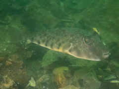 Sphoeroides maculatus