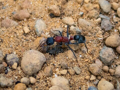 Myrmecia chasei