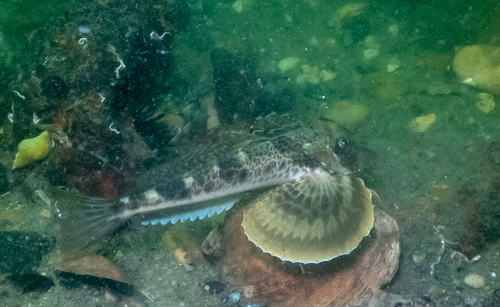 Northern searobin (Prionotus carolinus) — Triglidae