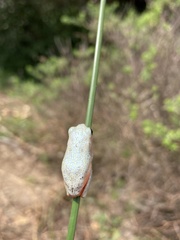 Hyperolius marmoratus