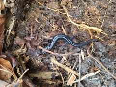 Plethodon chattahoochee