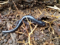 Plethodon chattahoochee