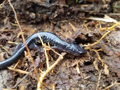 Plethodon chattahoochee