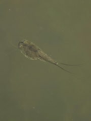 Triops