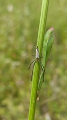 Leucauge decorata