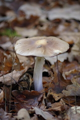 Cortinarius livido-ochraceus