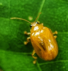 Galerucinae