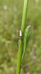 Leucauge decorata