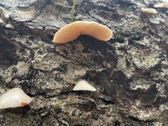 Crepidotus cesatii