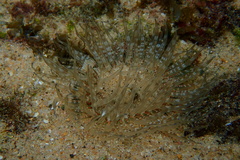 Anthozoa
