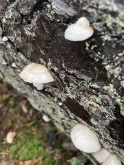 Crepidotus cesatii