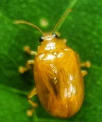 Galerucinae