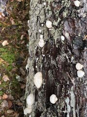 Crepidotus cesatii