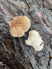Crepidotus cesatii