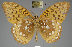 Speyeria cybele pseudocarpenteri