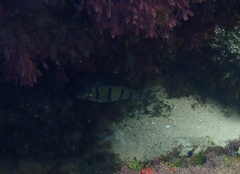 Acanthurus triostegus