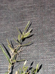 Eragrostis hypnoides