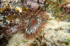 Anemonia natalensis