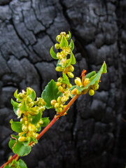Muehlenbeckia adpressa