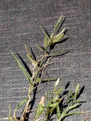 Eragrostis hypnoides