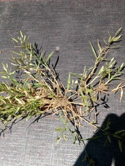 Eragrostis hypnoides