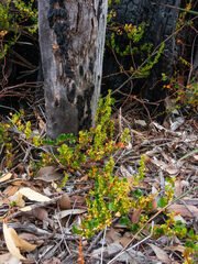 Muehlenbeckia adpressa