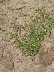 Eragrostis hypnoides