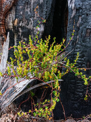Muehlenbeckia adpressa
