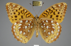 Speyeria cybele pseudocarpenteri