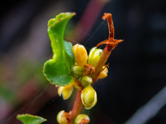 Muehlenbeckia adpressa