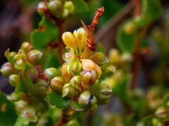 Muehlenbeckia adpressa