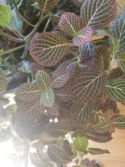 Fittonia albivenis