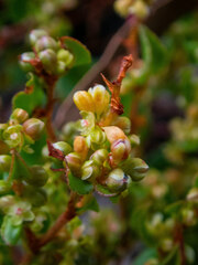 Muehlenbeckia adpressa